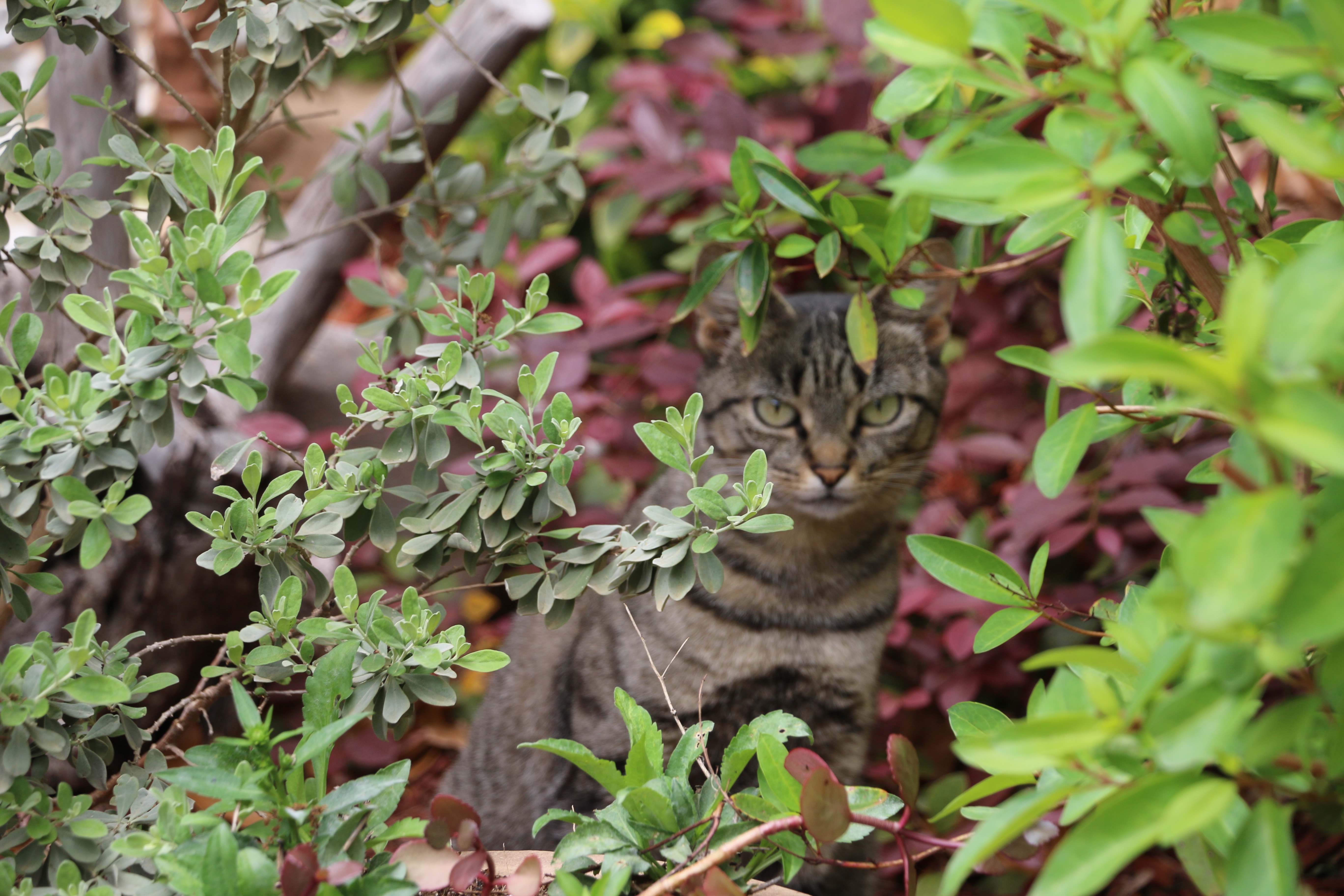 This is Hollye's cat sitting under a bush near Hollye's front door.